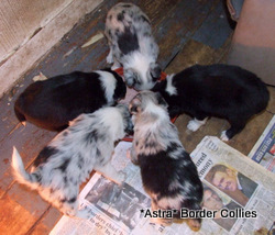 Red Merle, Tricolour, male, Medium to rough coat, border collie puppy